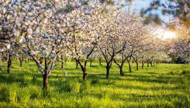 Qual é a versão atual da primavera?