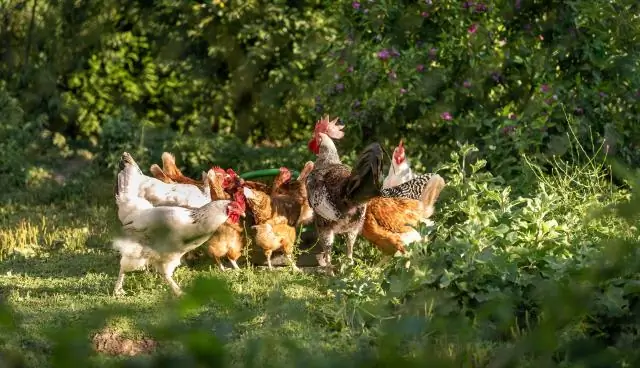 Hata algılama ve hata düzeltme kodları arasındaki en büyük fark nedir?