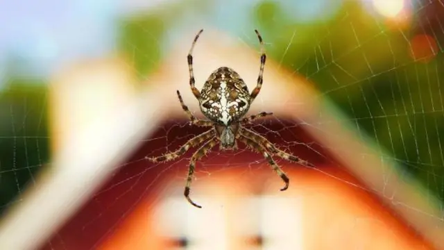 Quina és la millor manera de matar aranyes a casa teva?