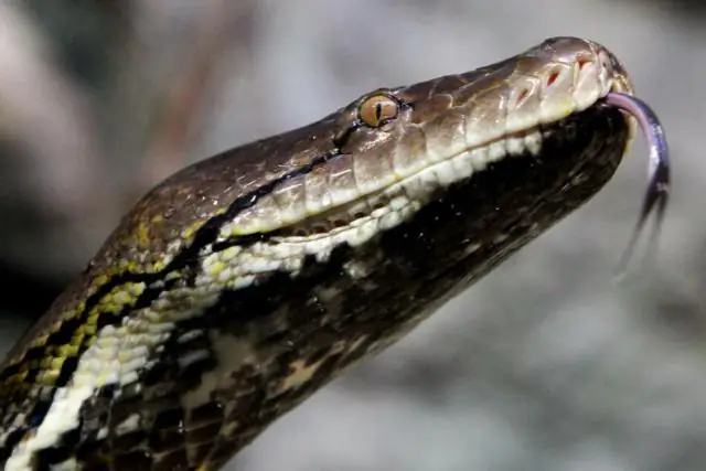 A ka një komandë pritjeje në Python?