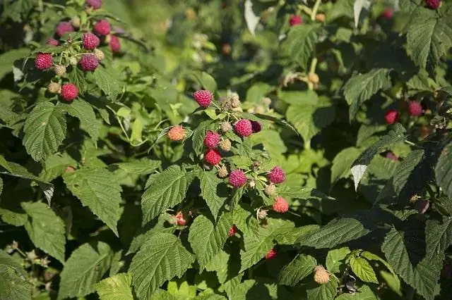 Welke webcams werken met Raspberry?