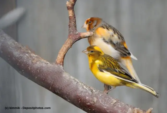 Jinsi gani unaweza kutolewa canary?