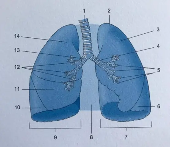 Cosa significano gli indici in anatomia?