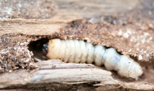 Welchen Schaden kann ein Wurmvirus anrichten?