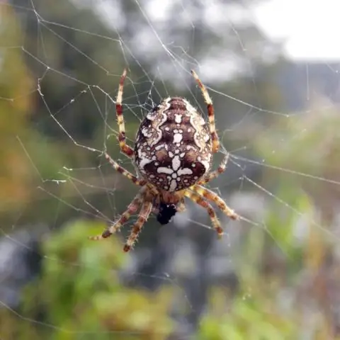 Watter spinnekoppe maak groot webbe?