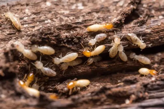 Quels sont les signes des termites de bois sec?