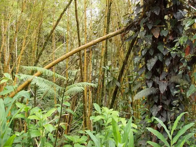 Ar „Bamboo“yra atviras šaltinis?