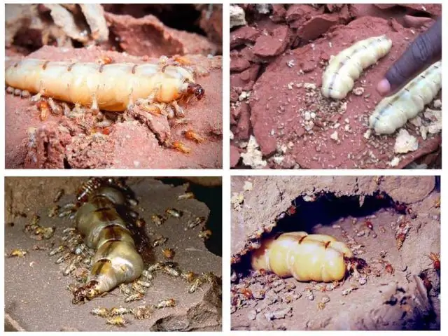 Comment les reines trouvent-elles les termites ?