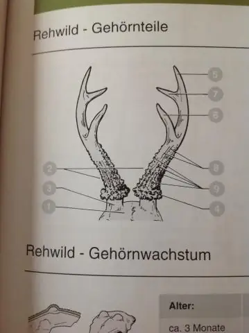 Hoe noem je een bewegende meme?