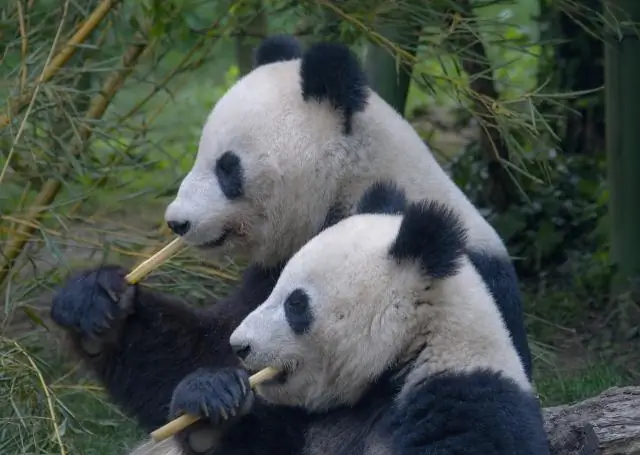 Hvad gør Loc Do pandaer?