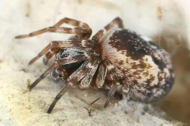 Kan klein spinnekoppe groot webbe maak?