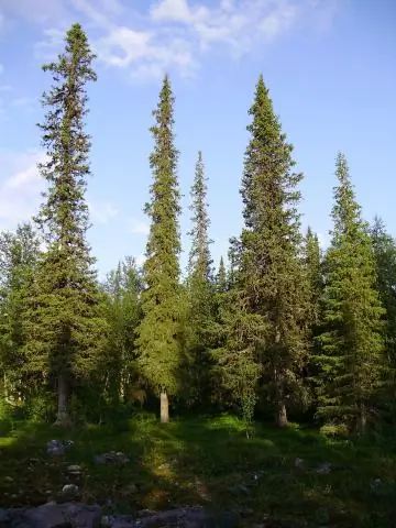 Kas yra pokalbių analizė tyrime?