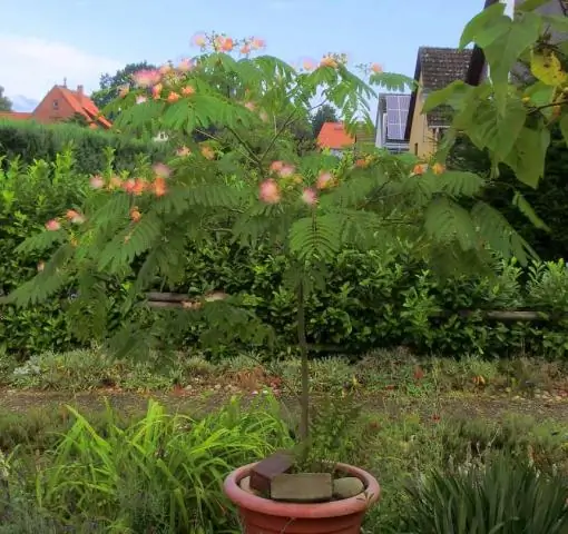 Quina mida tenen els arbres de caoba?