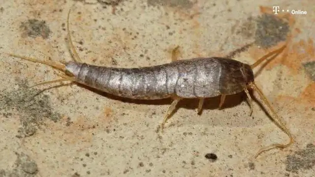 Quelle est la taille des termites avec des ailes ?