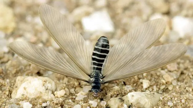 Qu'est-ce qui attire les termites dans une maison?