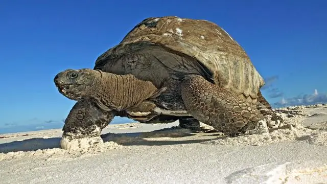 Jaké jsou typy datových slovníků?