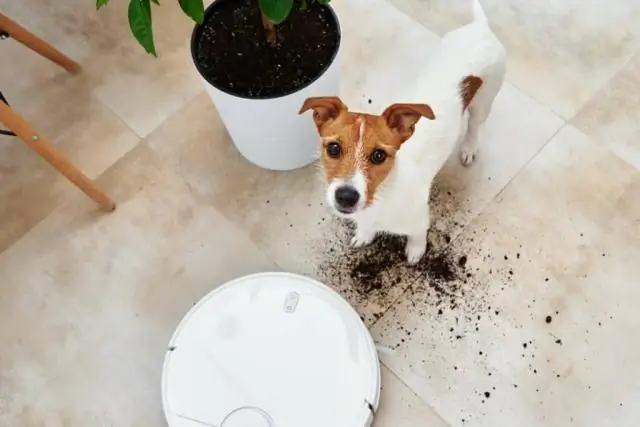 Adakah roombas berfungsi untuk rambut anjing?