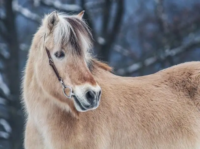 Hoe maak je pony's op Hangouts?