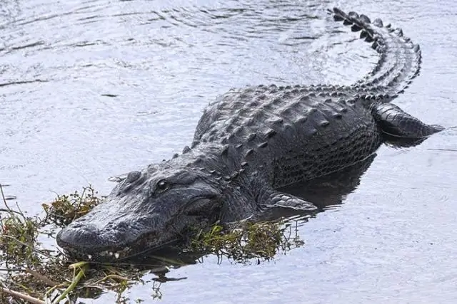 Je, ninaweza kutumia R katika Anaconda?