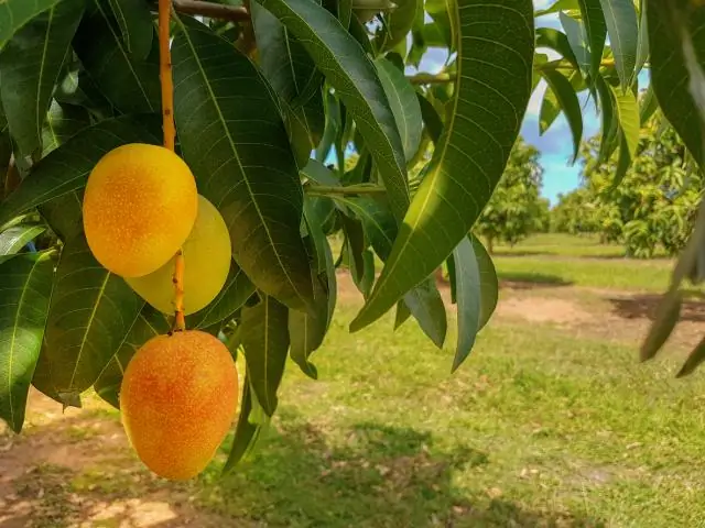 Mahogany daraxti qanchalik katta bo'lishi mumkin?