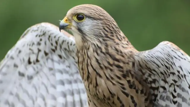 Kestrel kullanmalı mıyım?