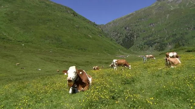 Cum rulați un manual de caz de testare în ALM?