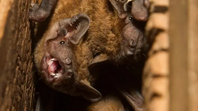 Quelle est la longueur d'un cordon de souris ?