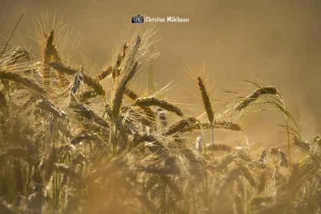 Wat is het gebruik van het veld Ja Nee?