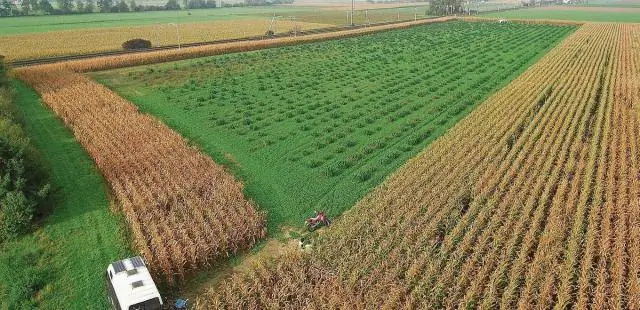 O que é um campo oculto no MVC?