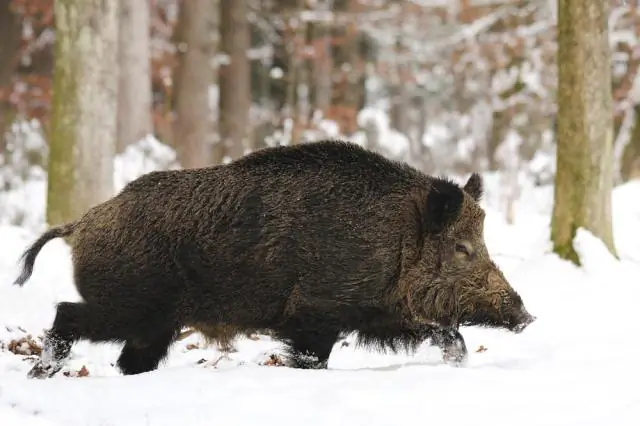 Kā darbojas klasifikācijas algoritms?