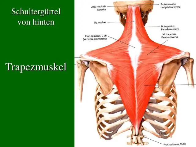 Kaj je model OSI PPT?