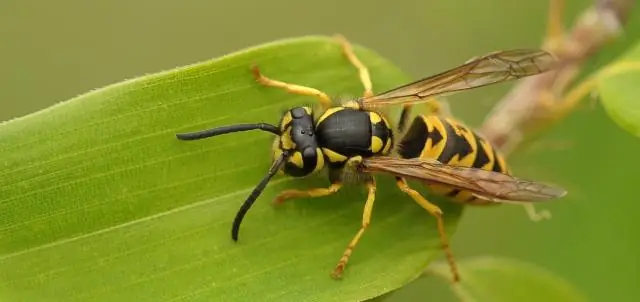 Was sind die Unterschiede zwischen einem Verschlüsselungsalgorithmus und einem Schlüssel?