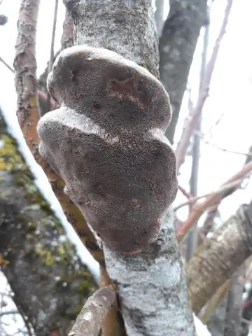 Je, ninasajilije Dhamana yangu ya Acer?