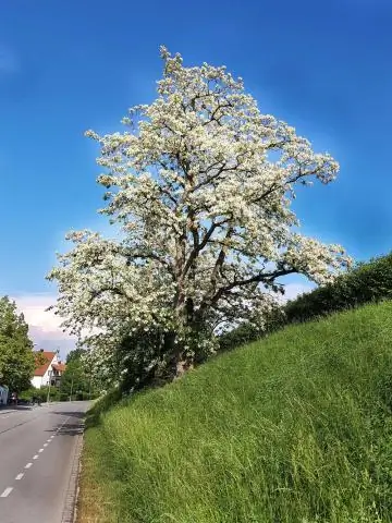 Kādas ir mātesplates īpašības?