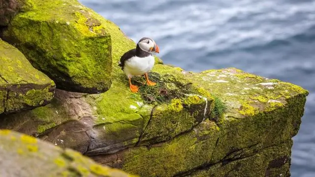 Kaip įjungti nešiojamojo kompiuterio klaviatūros apšvietimą?