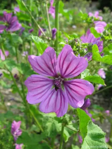 Jak używać Mallow?