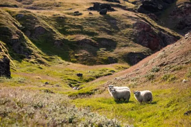 آیا موتور جستجوی گوگل مغرضانه است؟