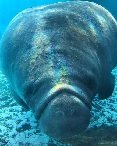 Florida shtatida necha marta bar imtihonini topshirishingiz mumkin?