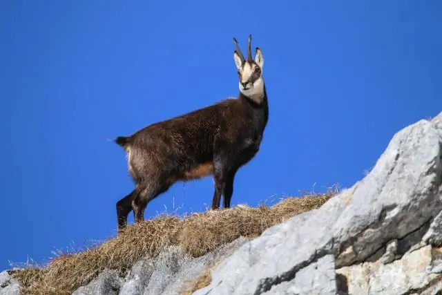 Čo znamenajú doplnky Maven surefire?